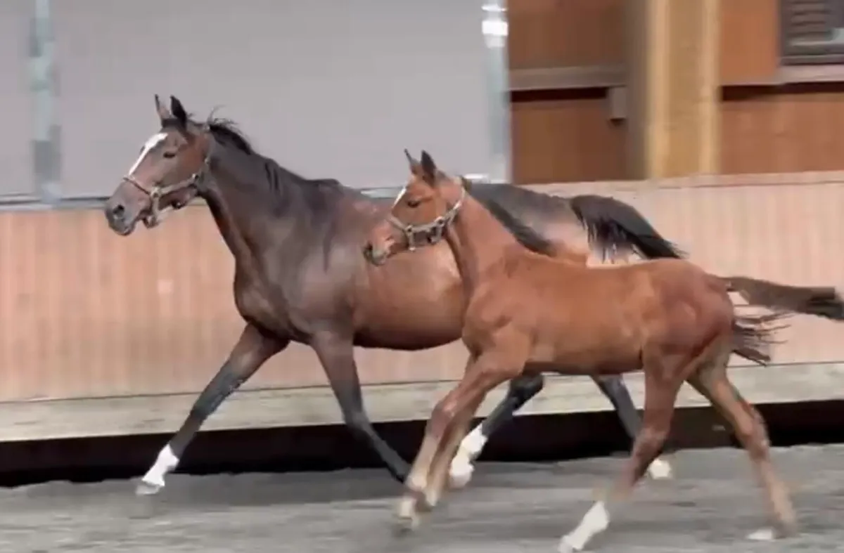 Foal colt born in may - Image 3
