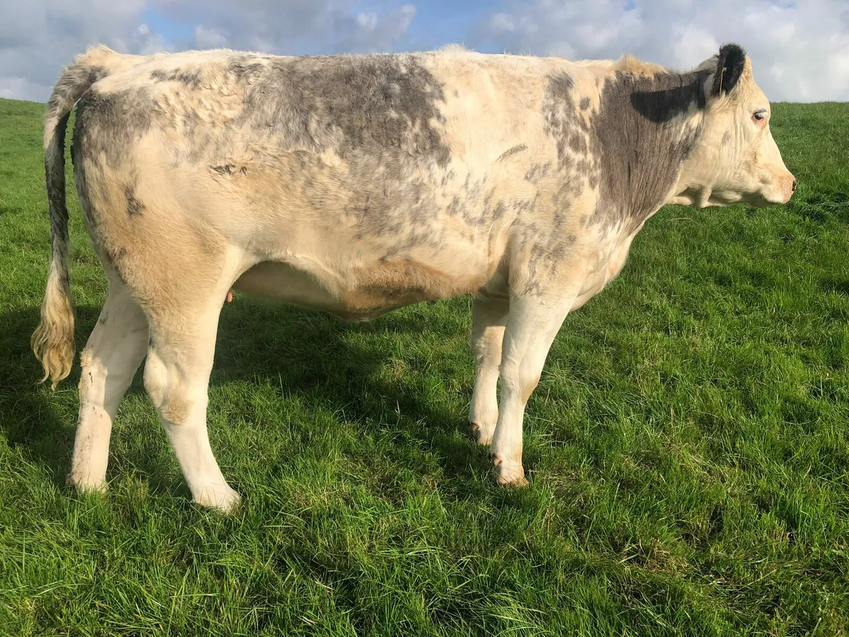 Special incalf suckler sale Macroom Mart 20th - Image 3
