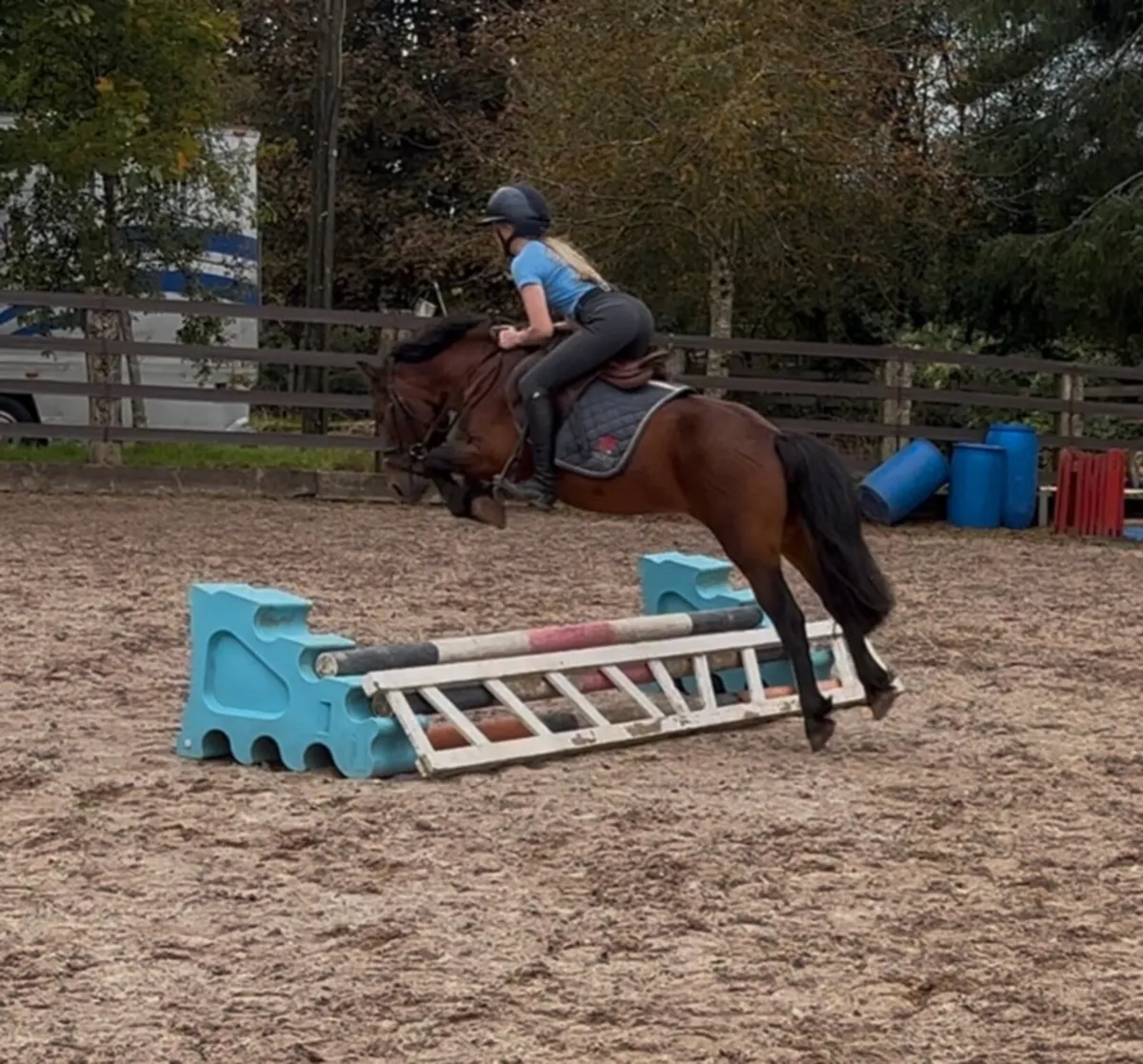Pony stallion - Image 1
