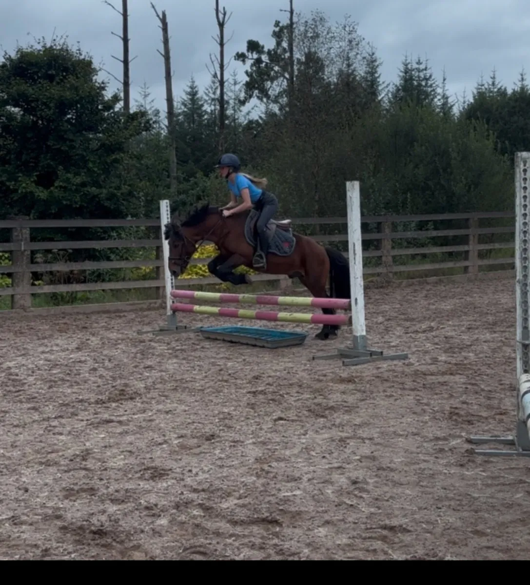 Pony stallion - Image 2