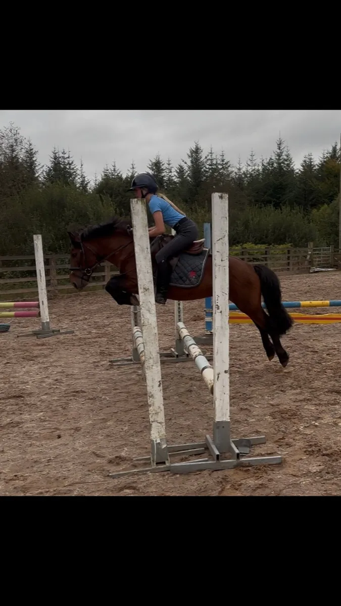Pony stallion - Image 3