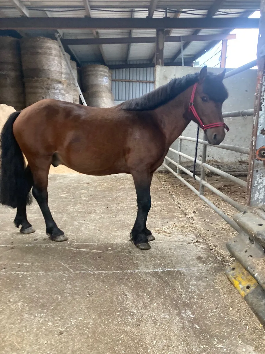 Pony stallion - Image 4