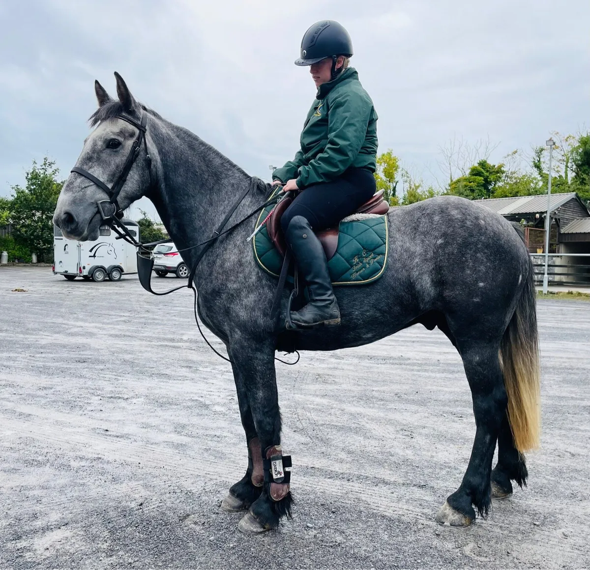 Genuine Draught gelding 4 yo - Image 1