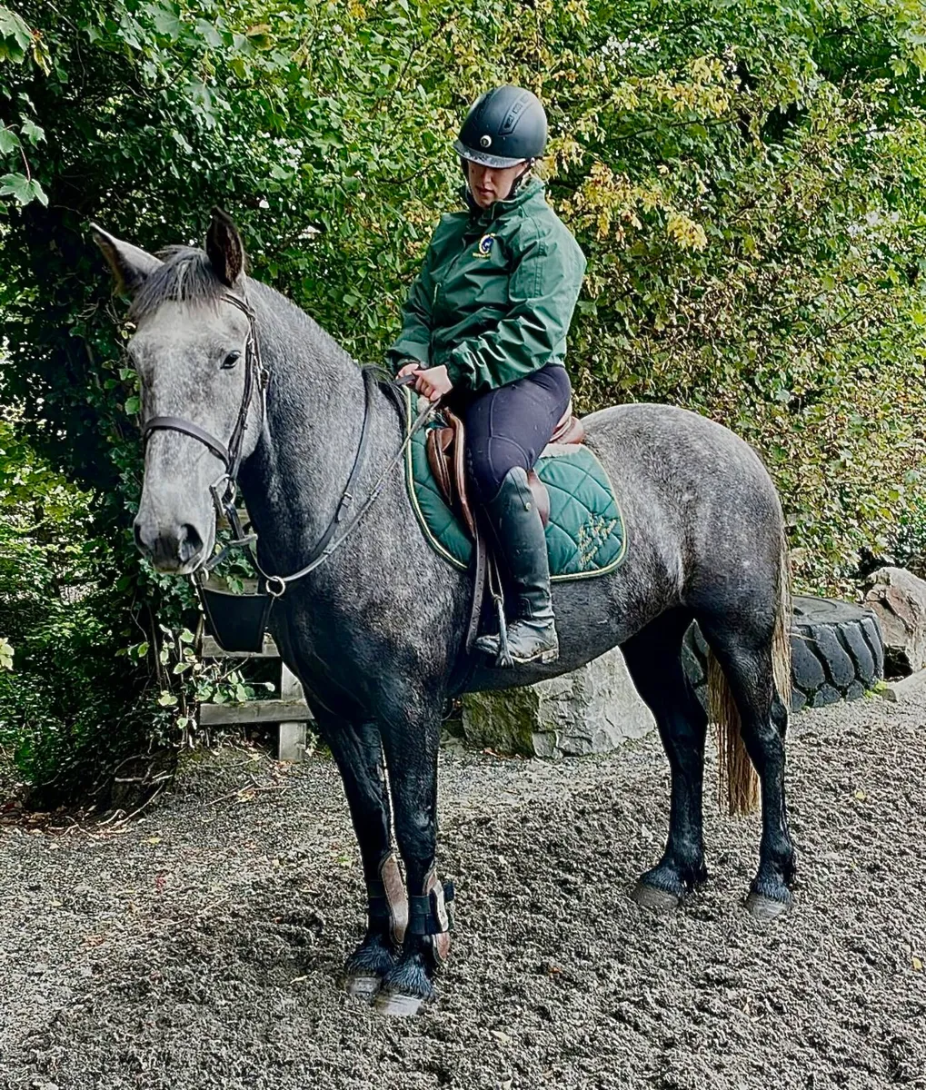 Genuine Draught gelding 4 yo - Image 2