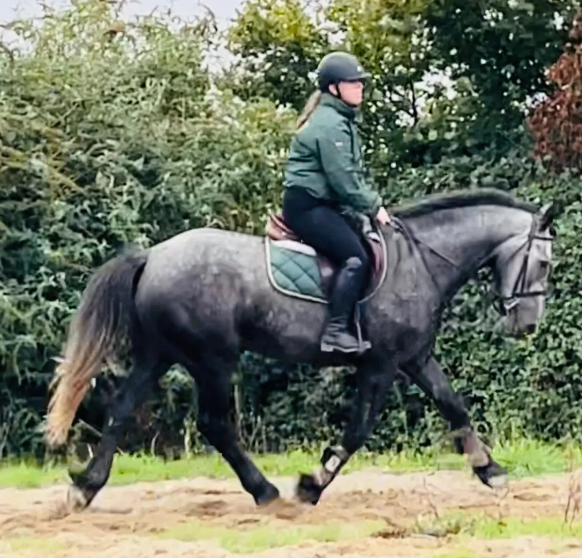 Genuine Draught gelding 4 yo - Image 4