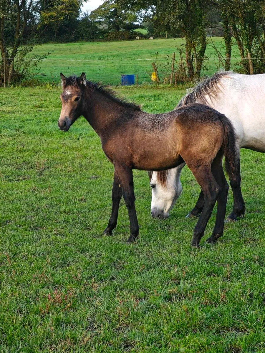 Fully registered connemara foals - Image 1