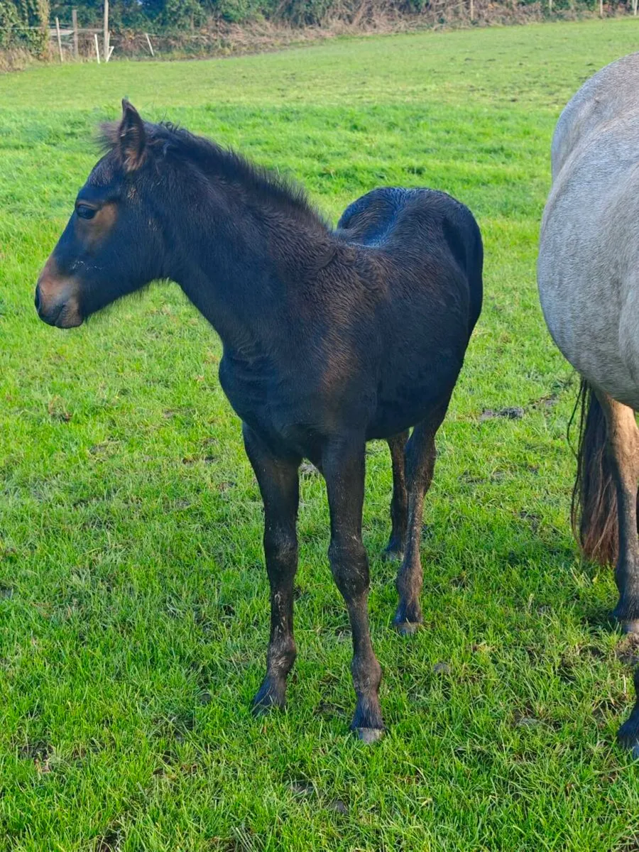 Fully registered connemara foals - Image 2