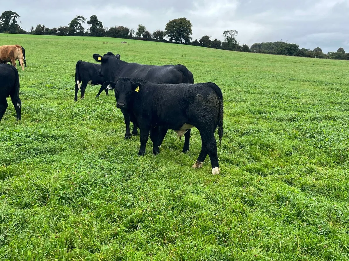 Cows and calves Enniscorthy Mart 23rd September - Image 1