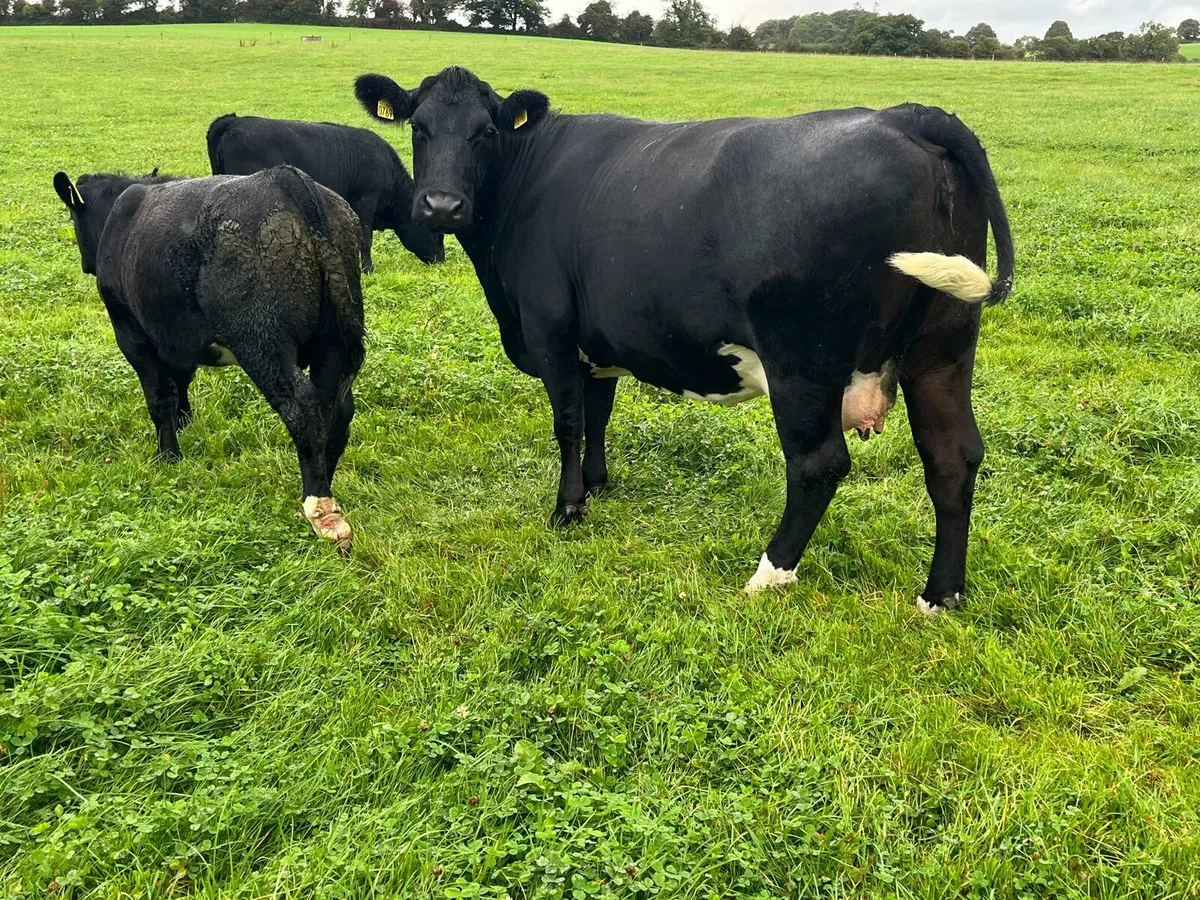 Cows and calves Enniscorthy Mart 23rd September - Image 2