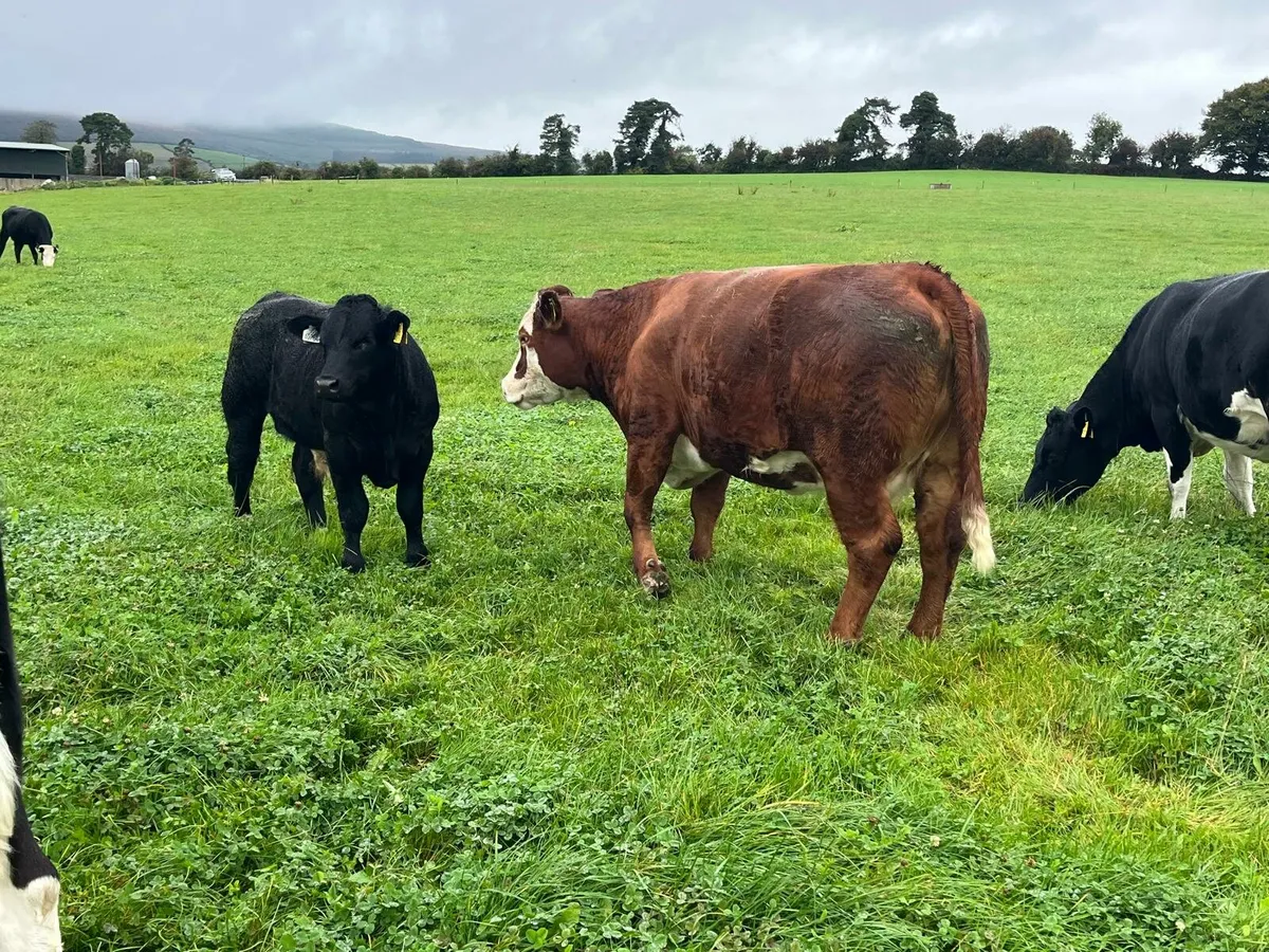 Cows and calves Enniscorthy Mart 23rd September - Image 3