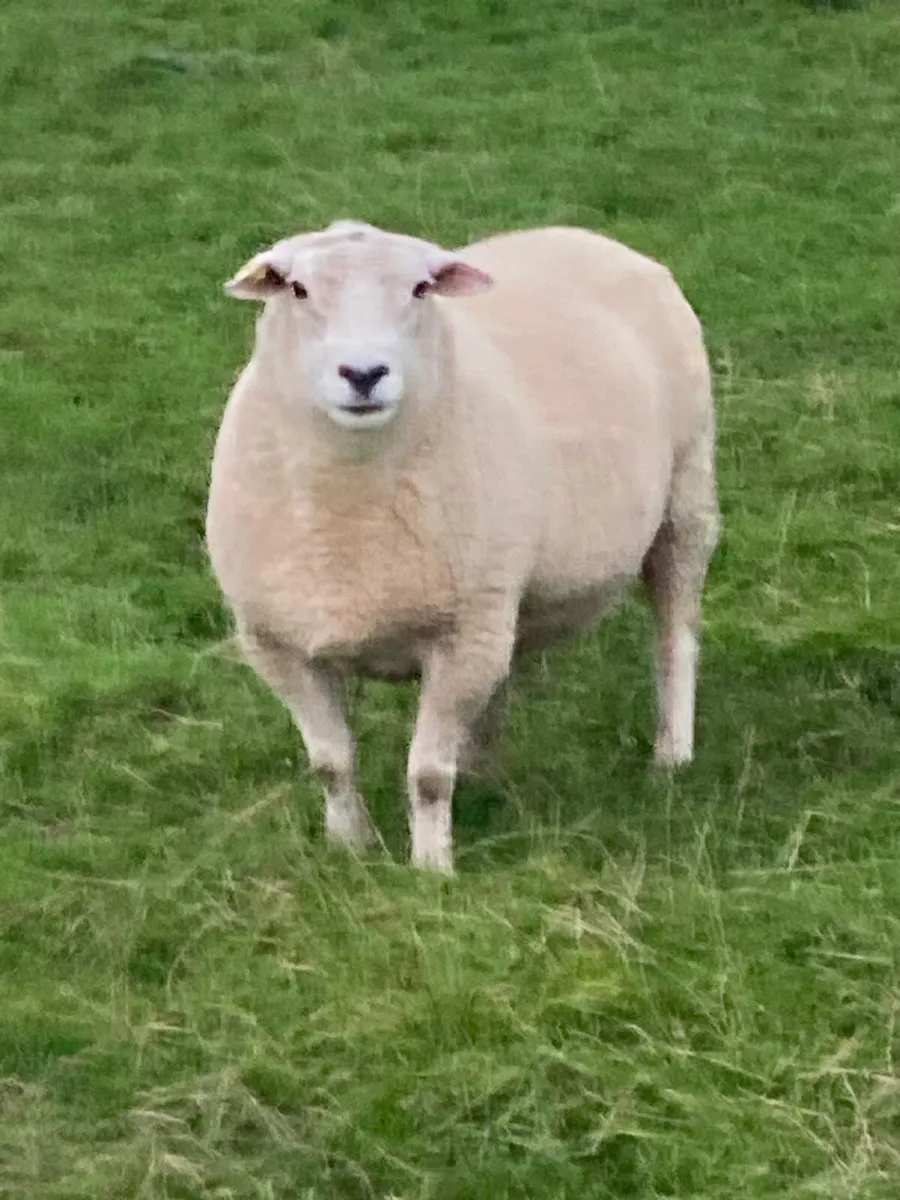 PBNR 2yr old Belclare Ram - Image 1