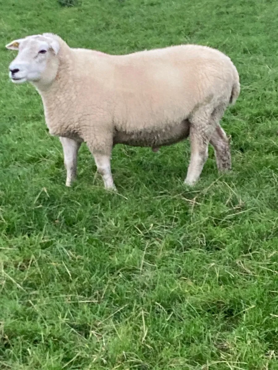 PBNR 2yr old Belclare Ram - Image 2