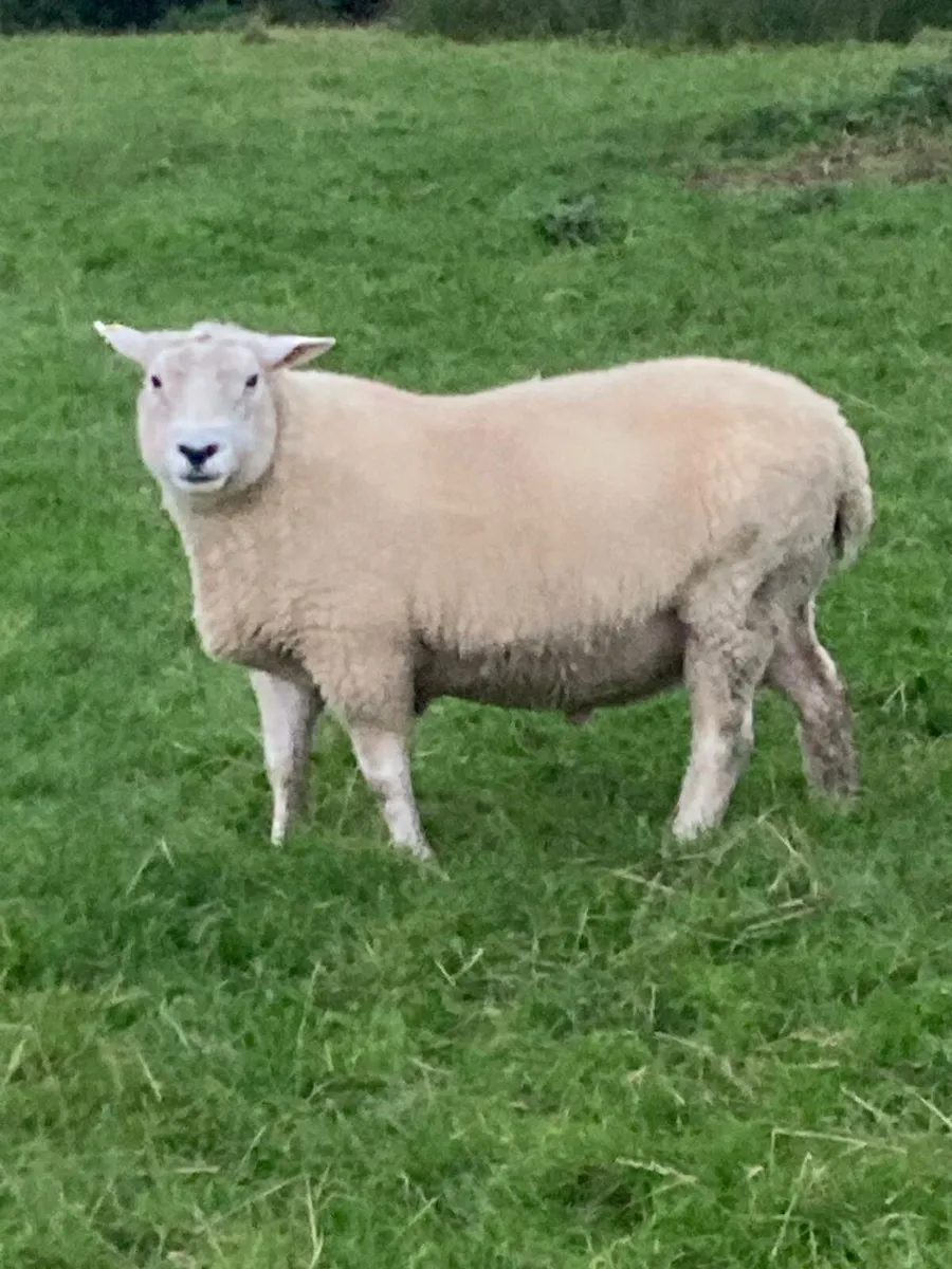 PBNR 2yr old Belclare Ram - Image 3