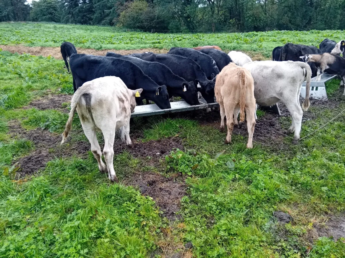 Strong bucket reared heifers - Image 1