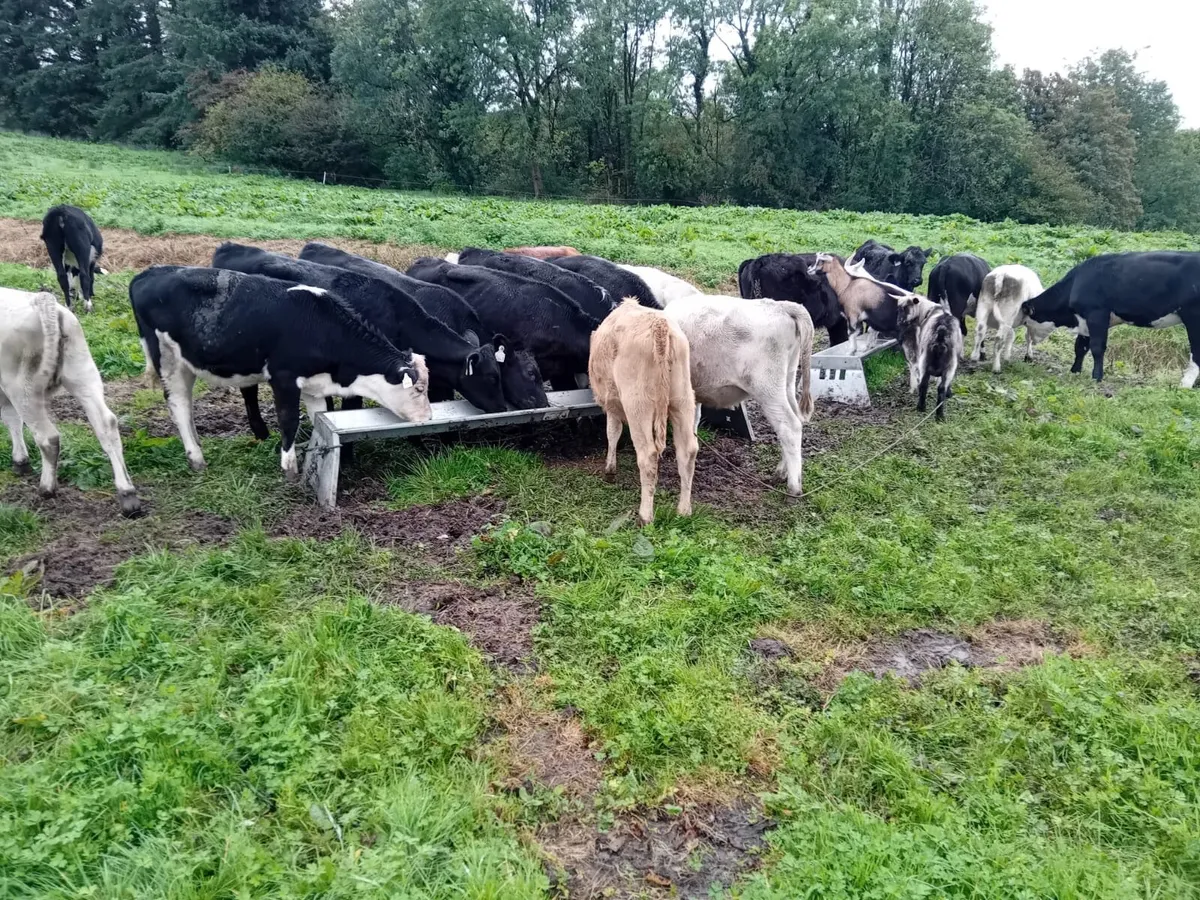 Strong bucket reared heifers - Image 2