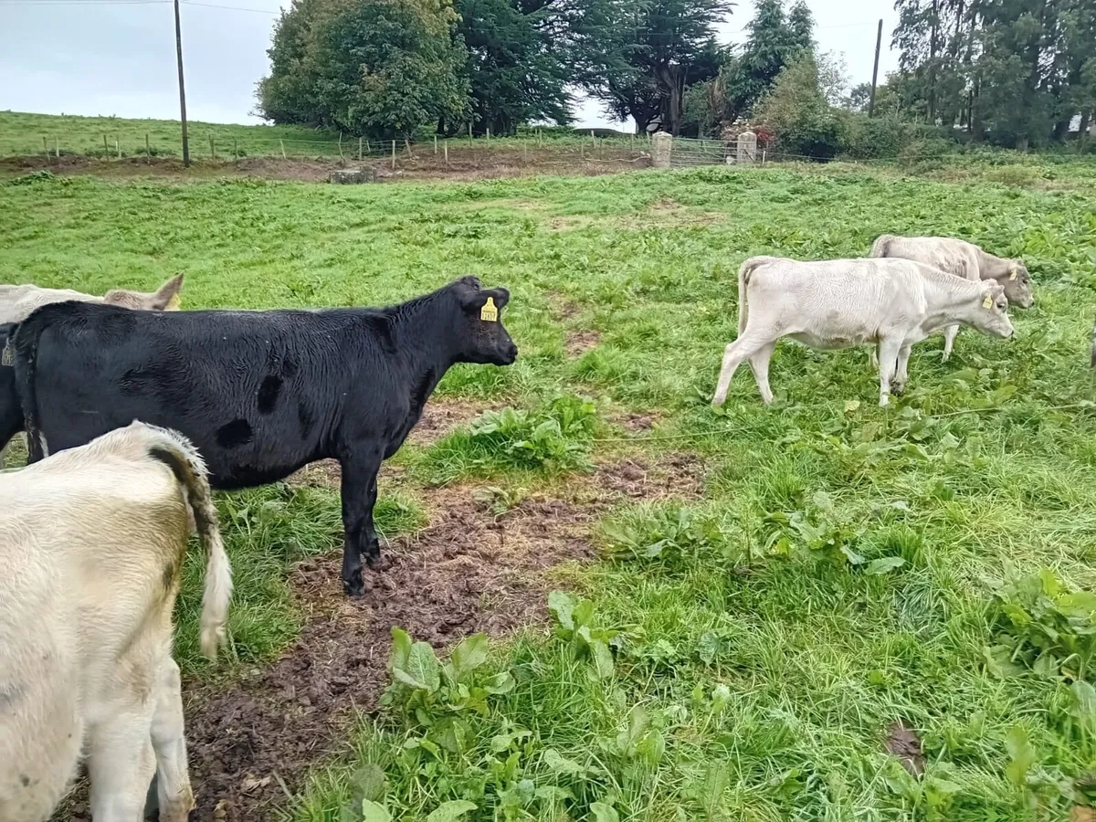 Strong bucket reared heifers - Image 3