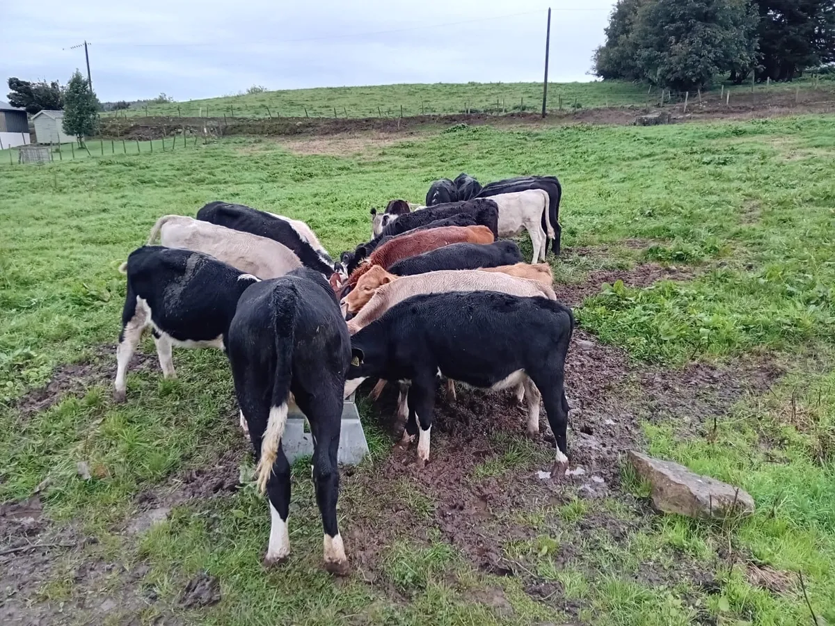 Strong bucket reared heifers - Image 4