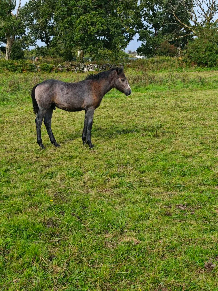 Fully registered connemara foals - Image 4