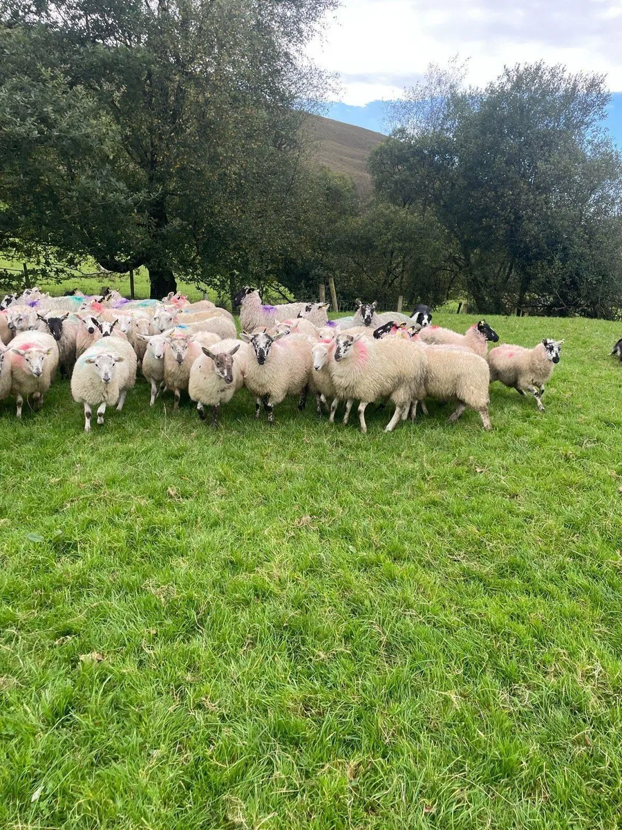 80 ewe lambs - Image 1