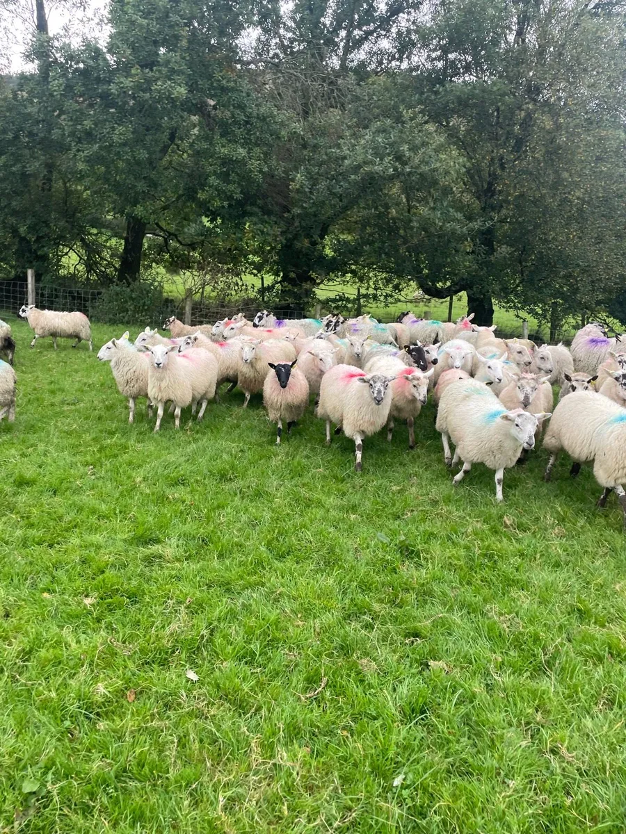 80 ewe lambs - Image 2