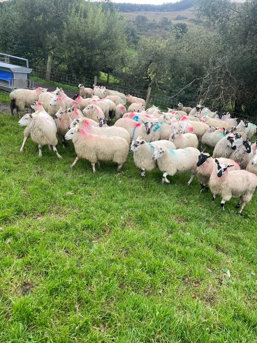 80 ewe lambs - Image 3