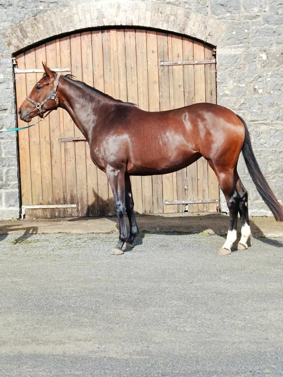 Getaway Filly - Image 1