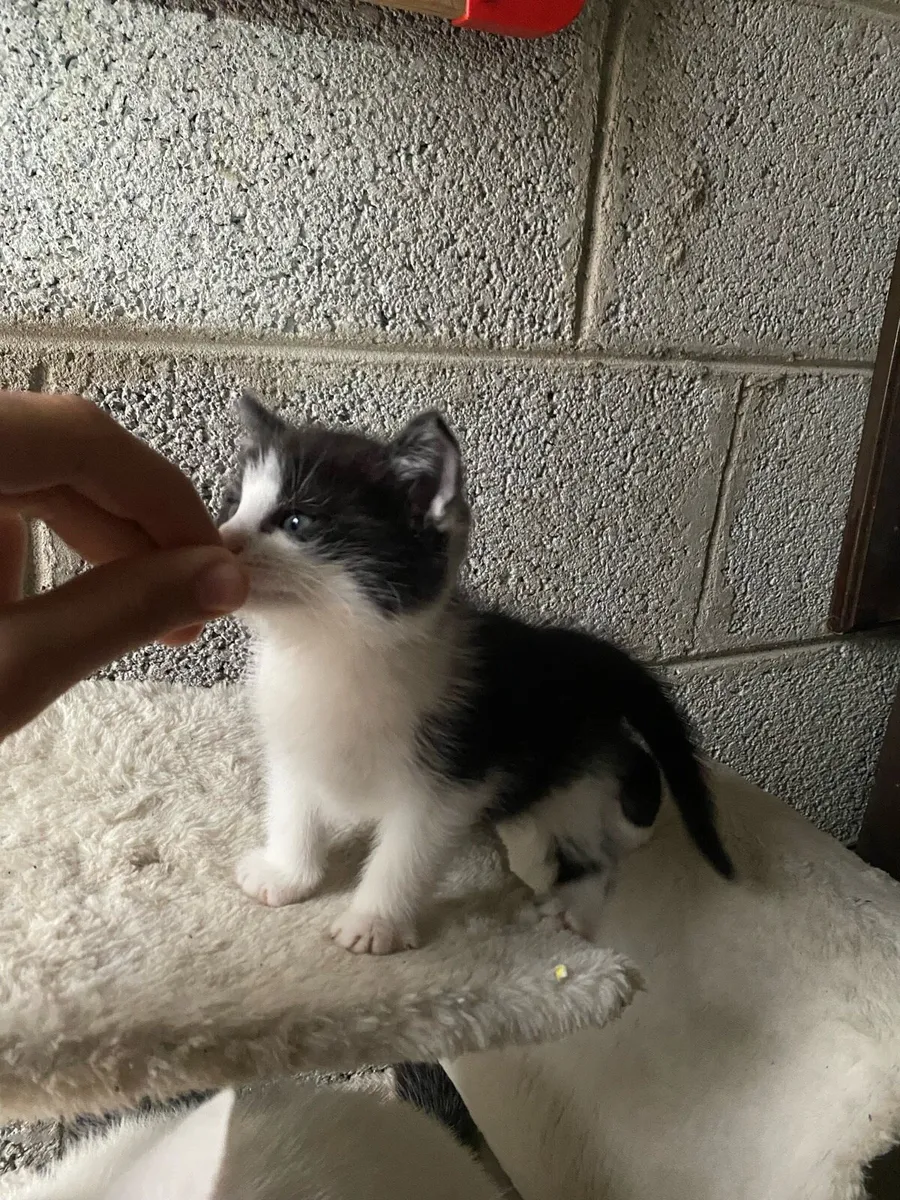 Fluffy kittens - Image 1