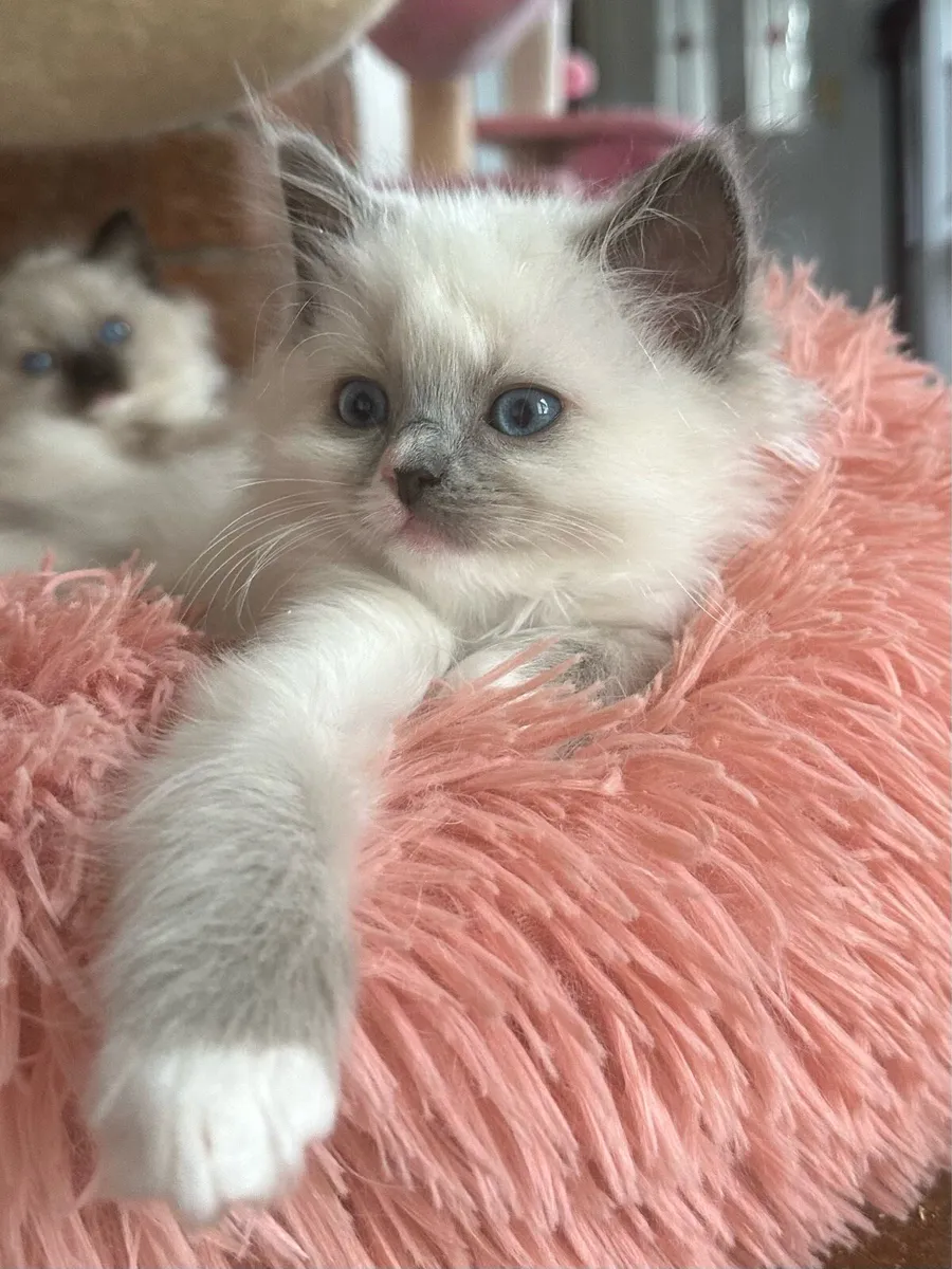 Ragdoll Kittens - 2 Girls Remaining! - Image 1