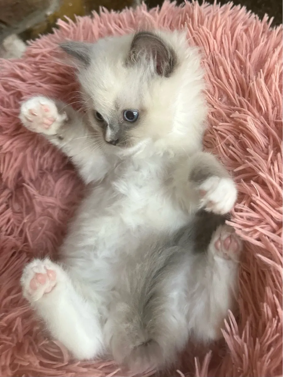 Ragdoll Kittens - 2 Girls Remaining! - Image 3