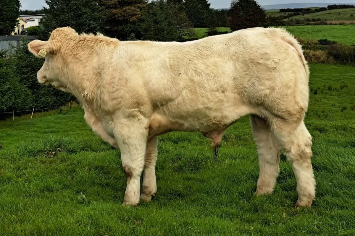 Pedigree Charolais Bull Calf - Image 1