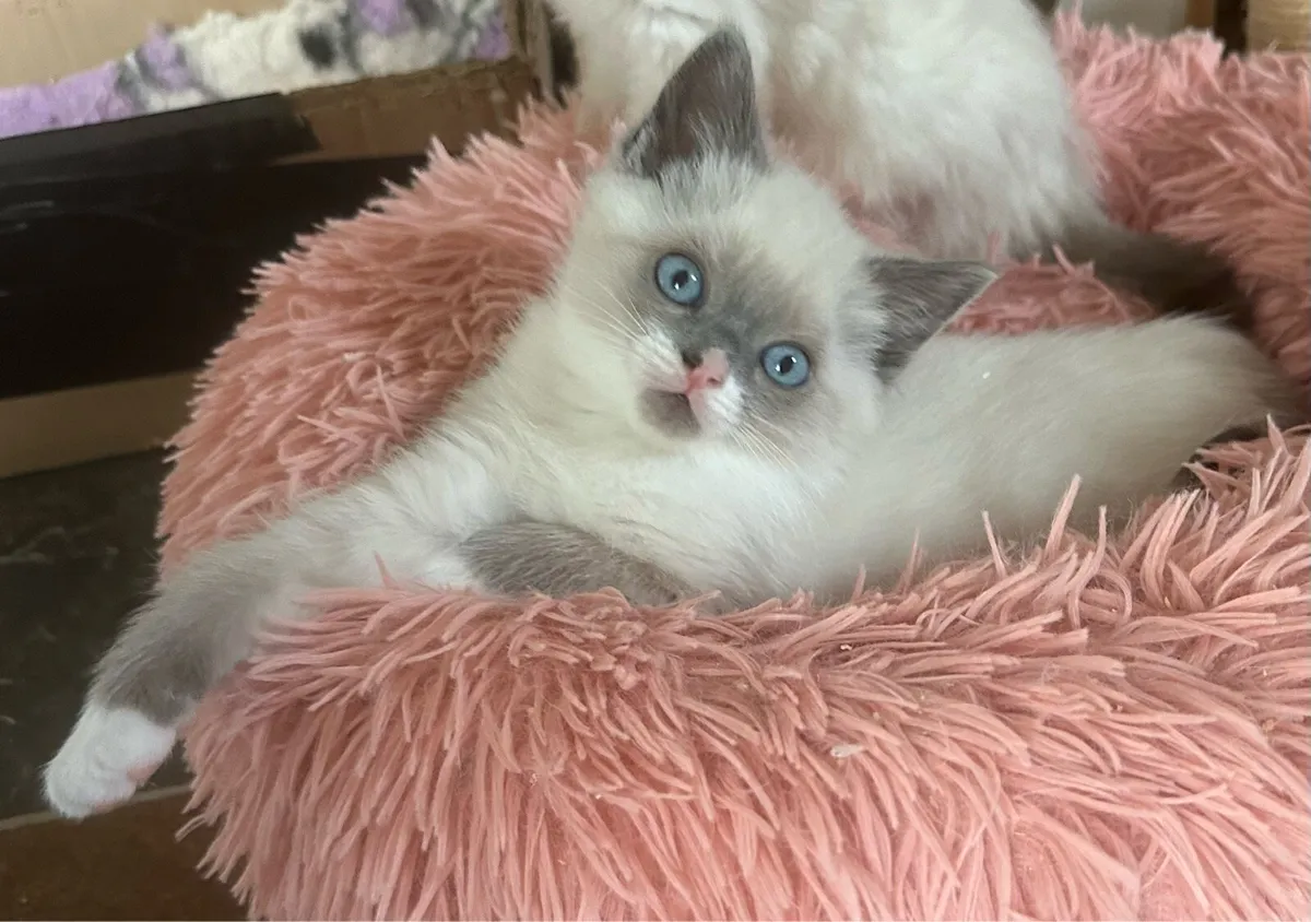 Ragdoll Kittens - 2 Girls Remaining! - Image 4