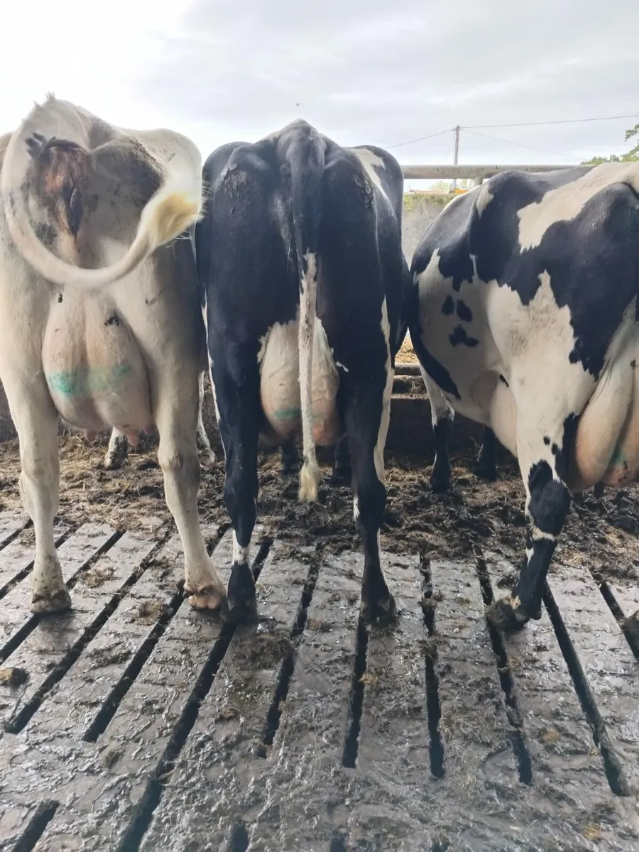Freshly calved cows - Image 2