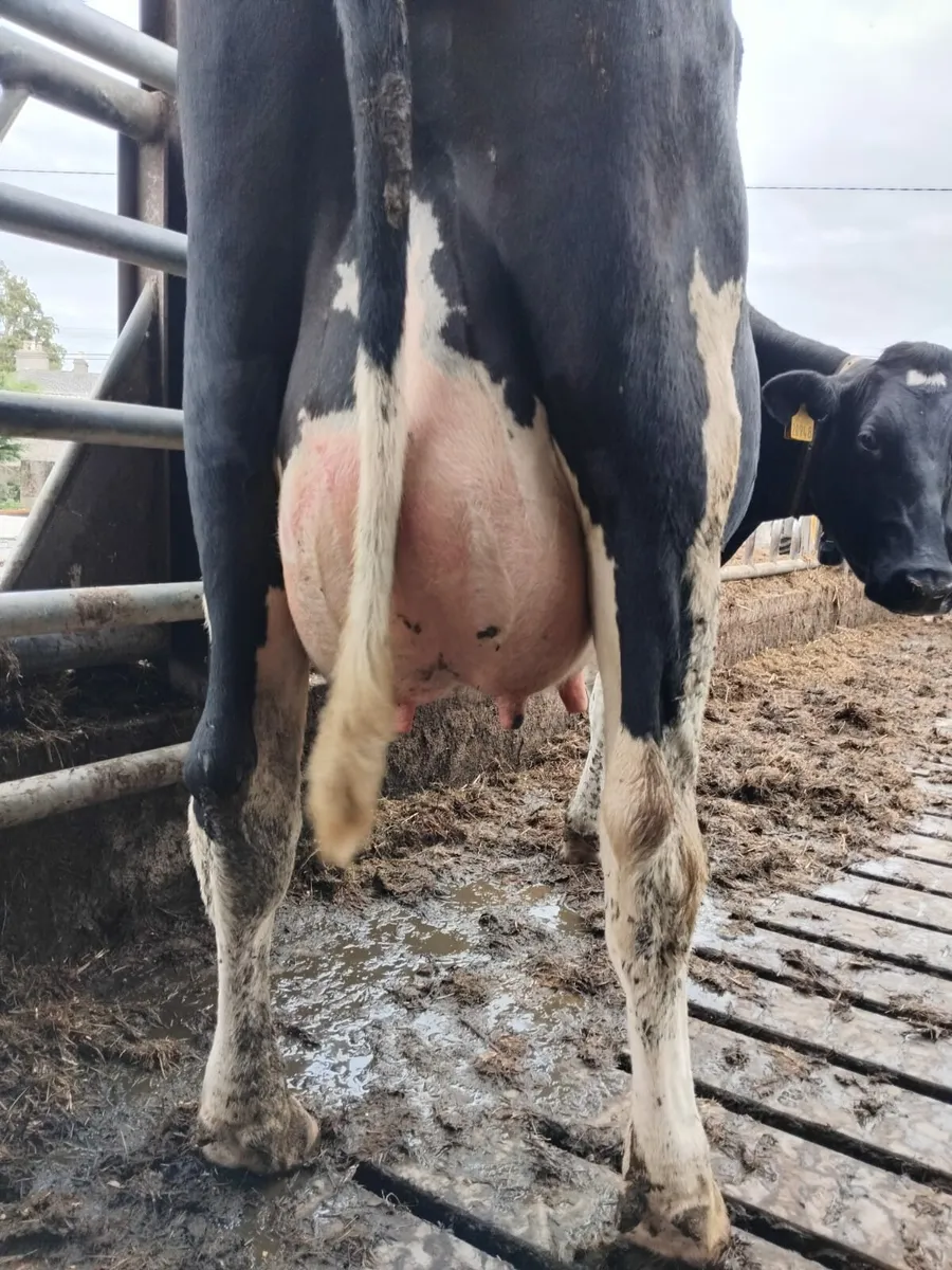 Freshly calved cows - Image 1