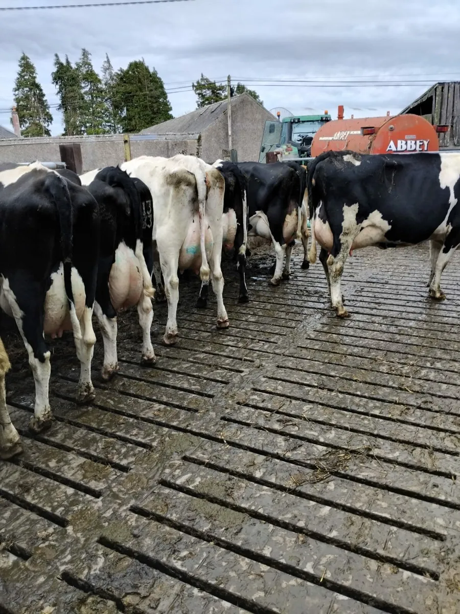 Freshly calved cows - Image 3
