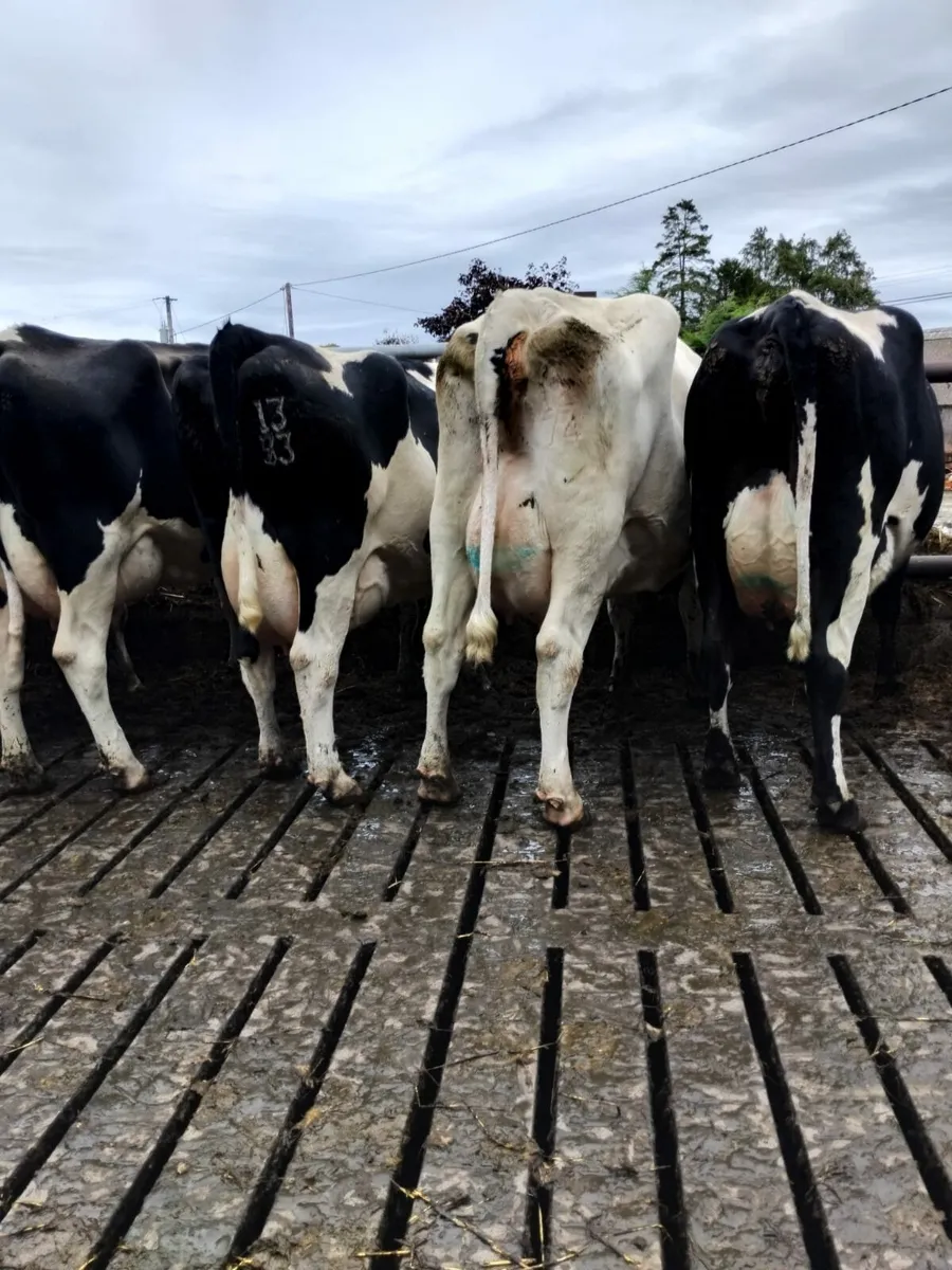 Freshly calved cows - Image 4
