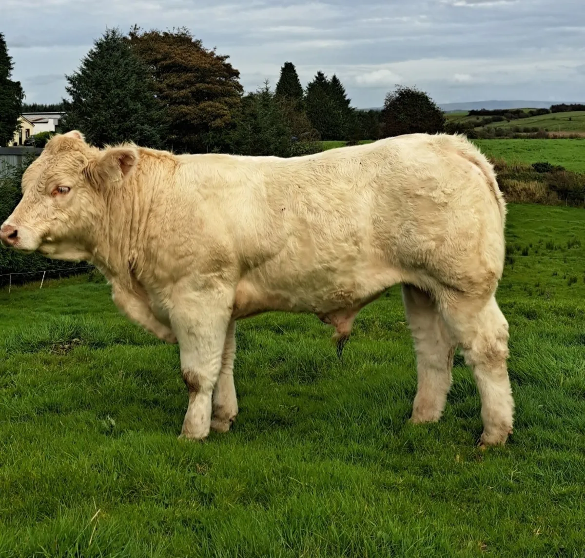 Pedigree Charolais Bull Calf - Image 4