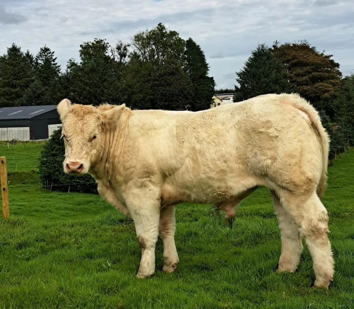 Pedigree Charolais Bull Calf - Image 3