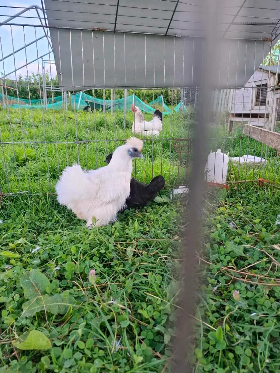 Silkies - Image 3