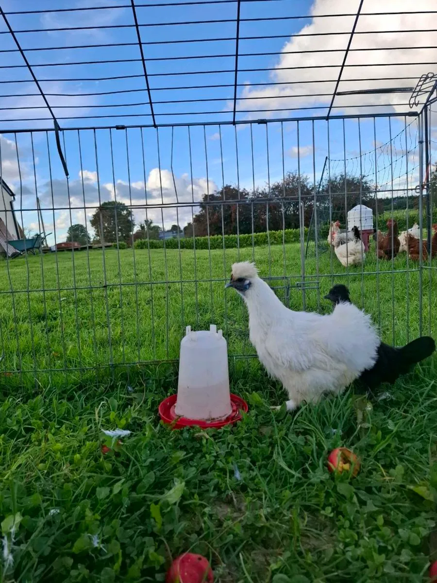 Silkies - Image 4