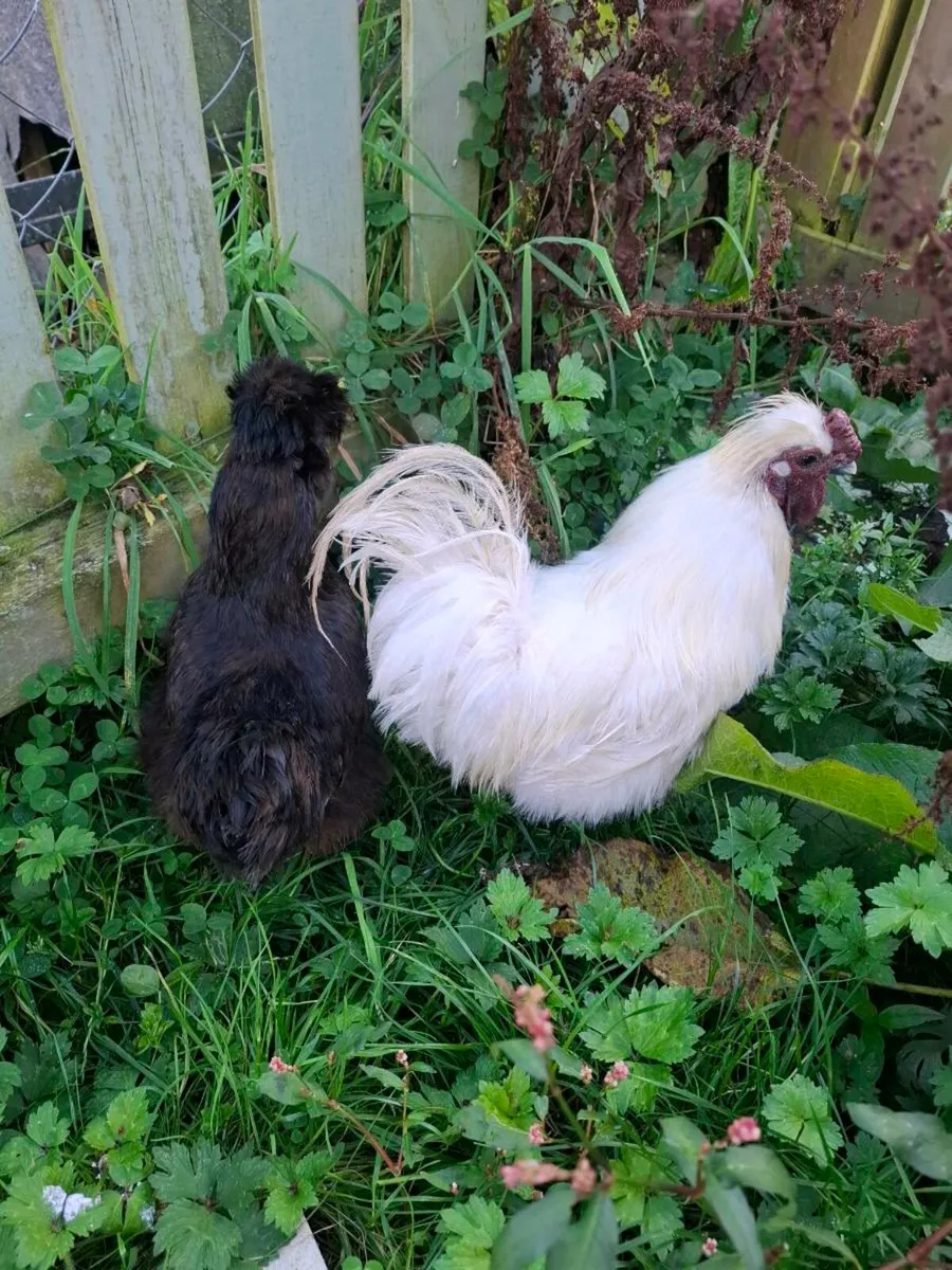 Silkies - Image 1