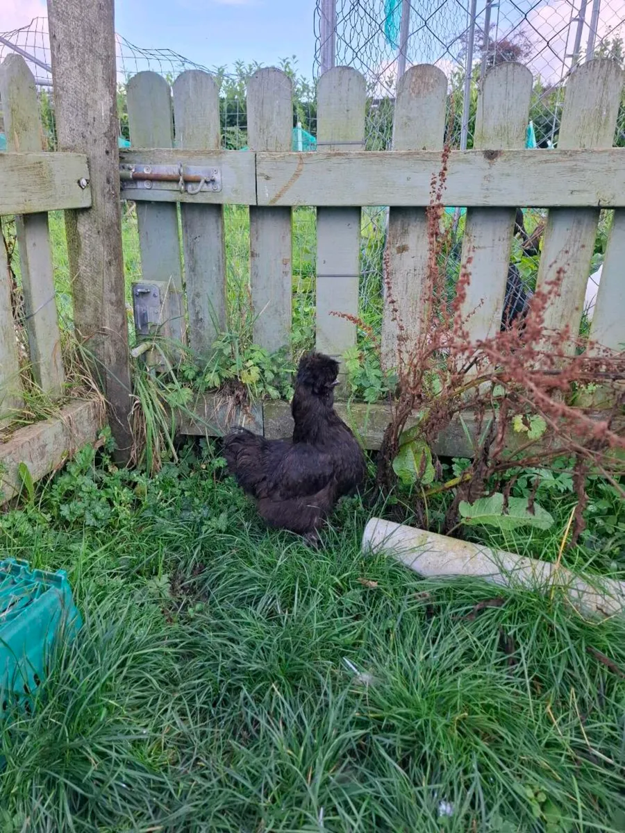 Silkies - Image 2