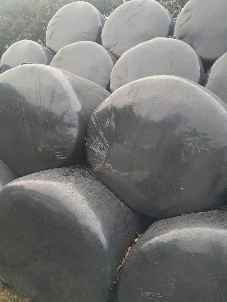 Silage for sale - Image 2