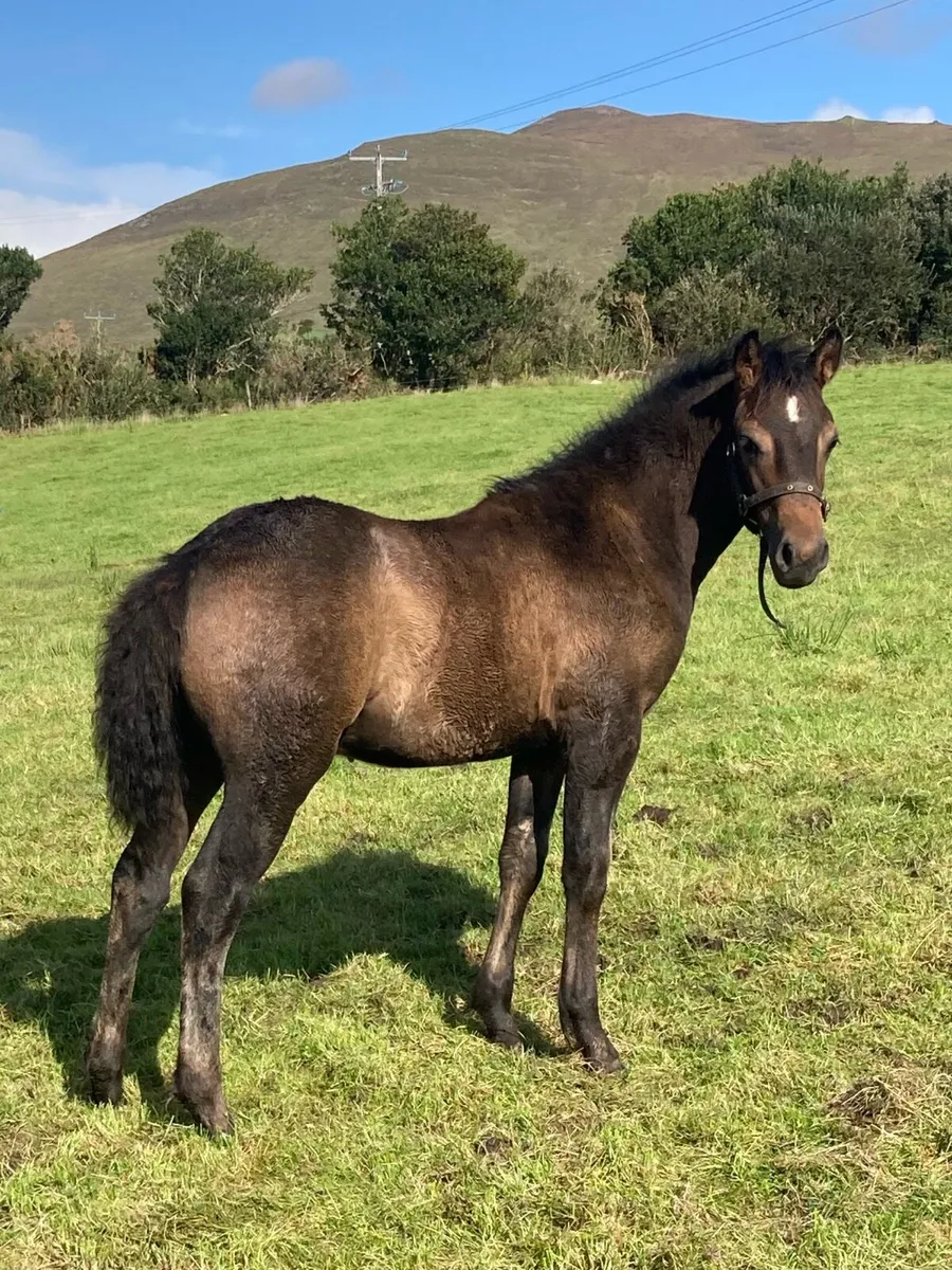 Welsh section C X Connemara foal for sale - Image 2