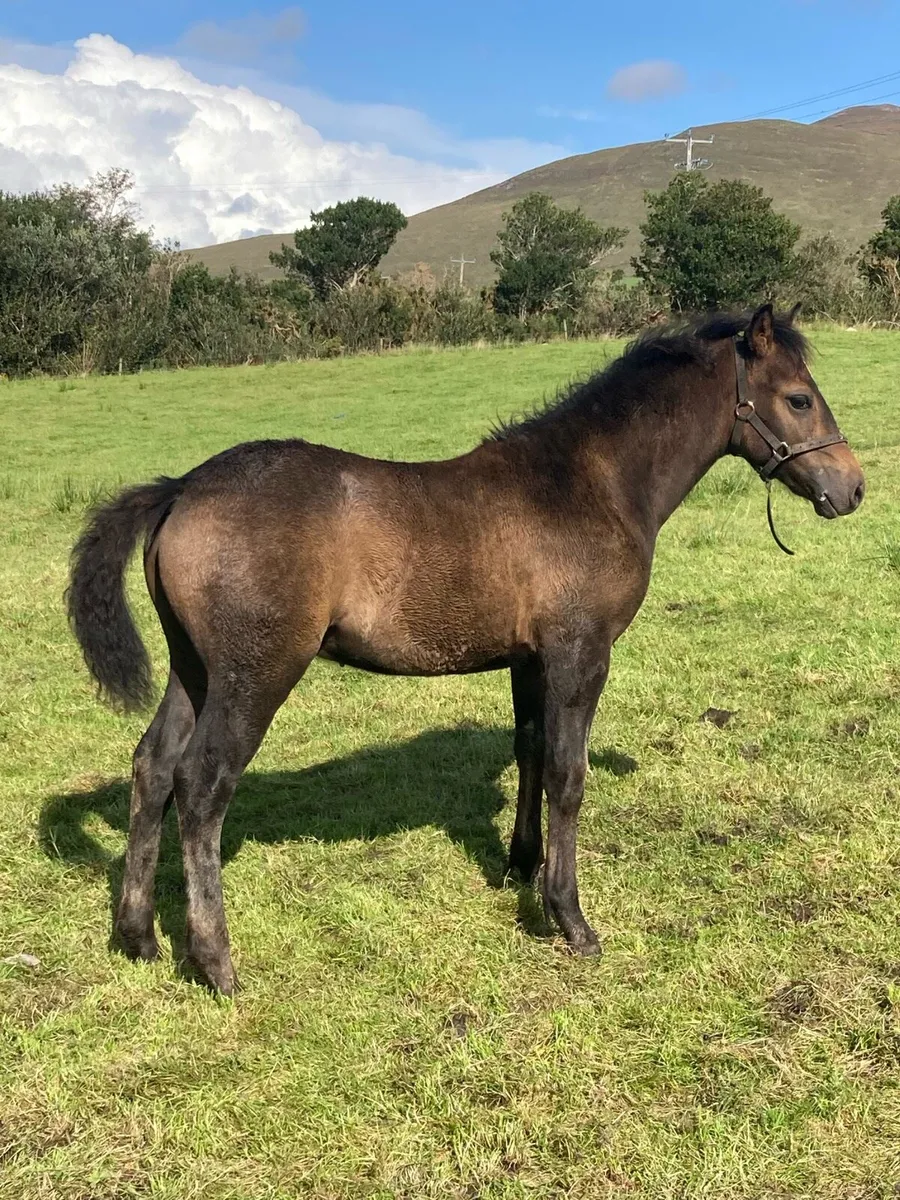 Welsh section C X Connemara foal for sale - Image 3