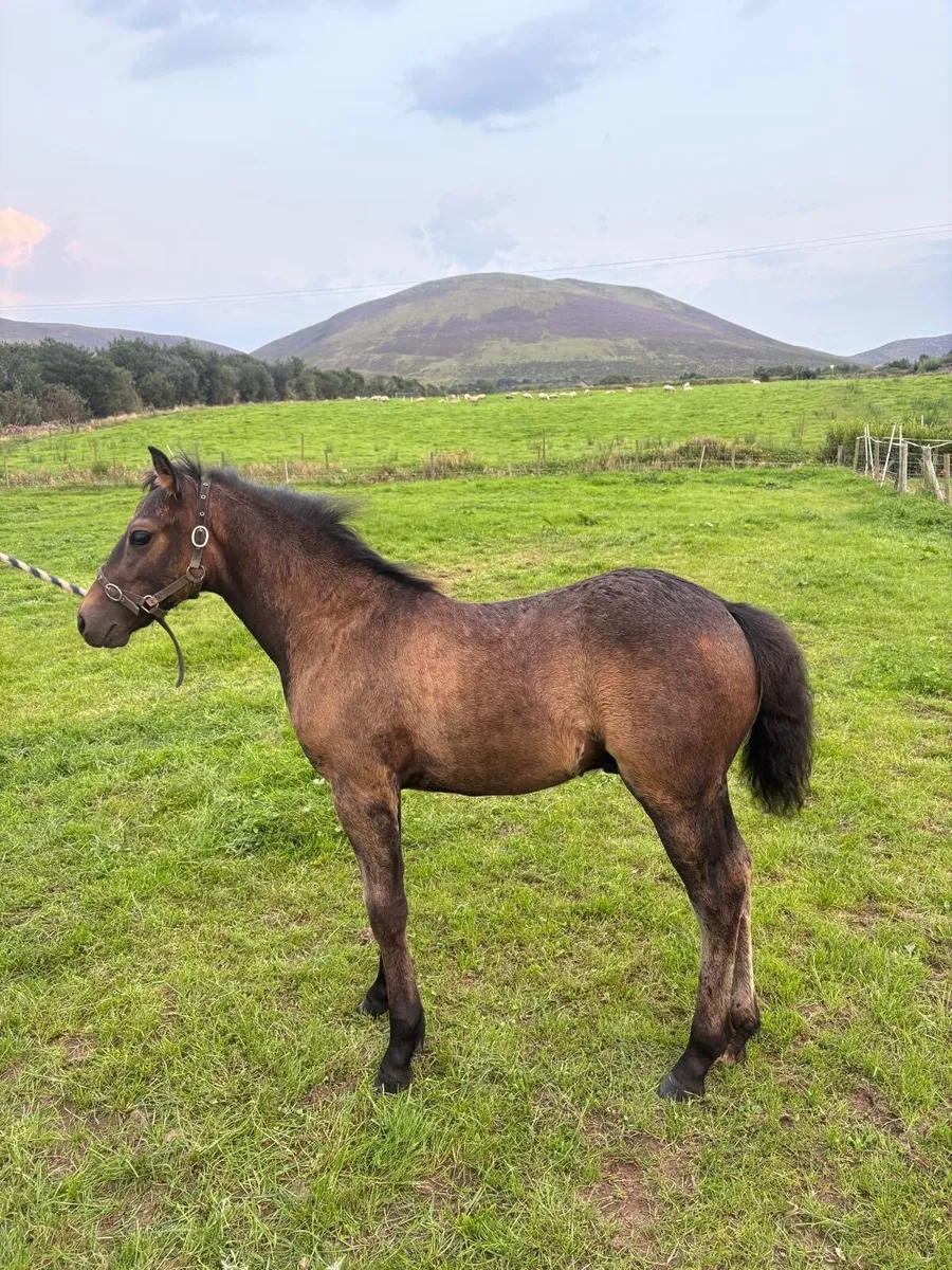 Welsh section C X Connemara foal for sale - Image 4