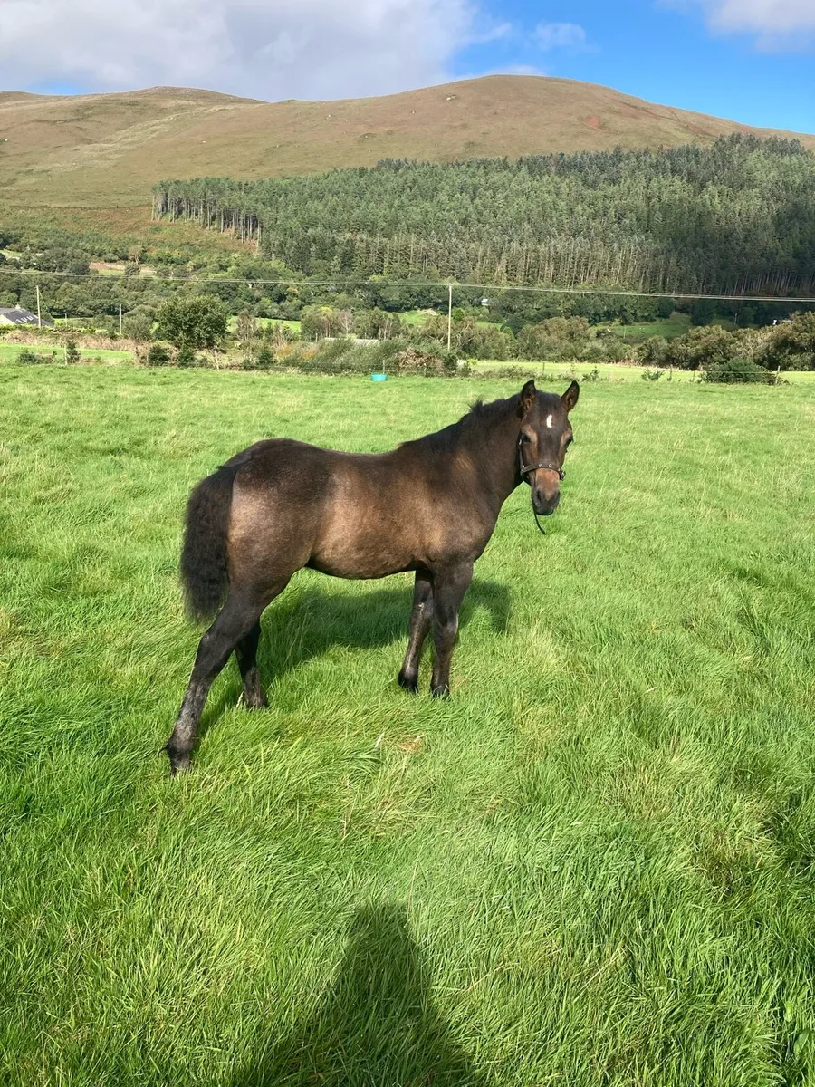 Welsh section C X Connemara foal for sale - Image 1