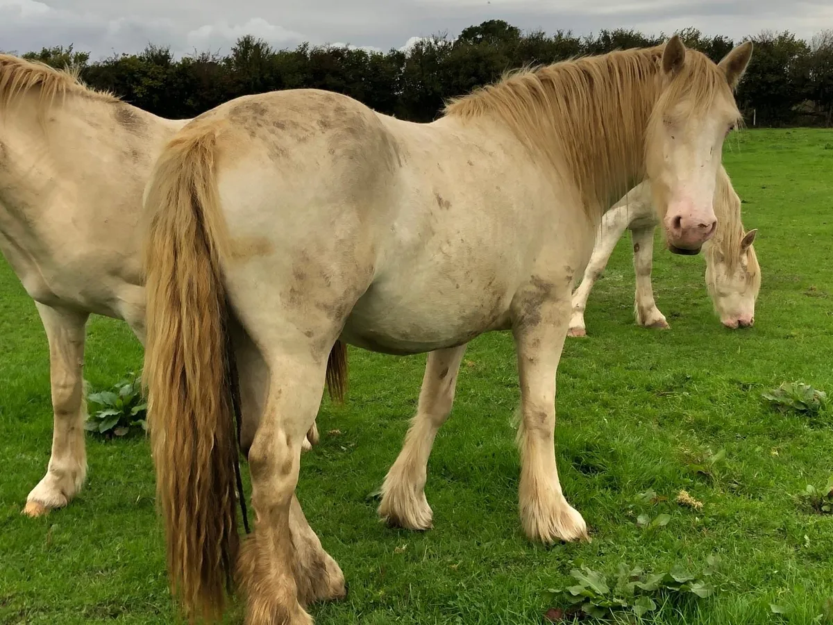 4 Cremello Fillies - Image 1