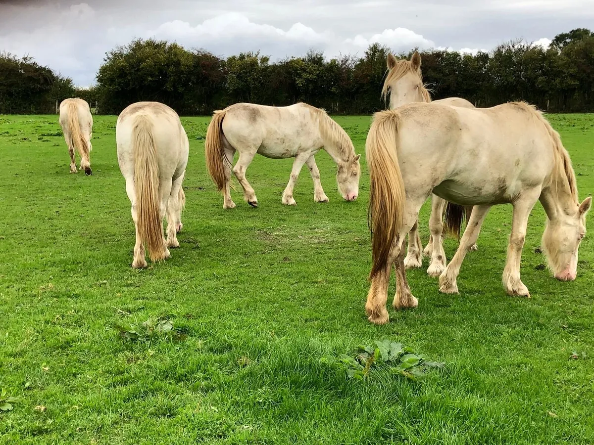 4 Cremello Fillies - Image 2