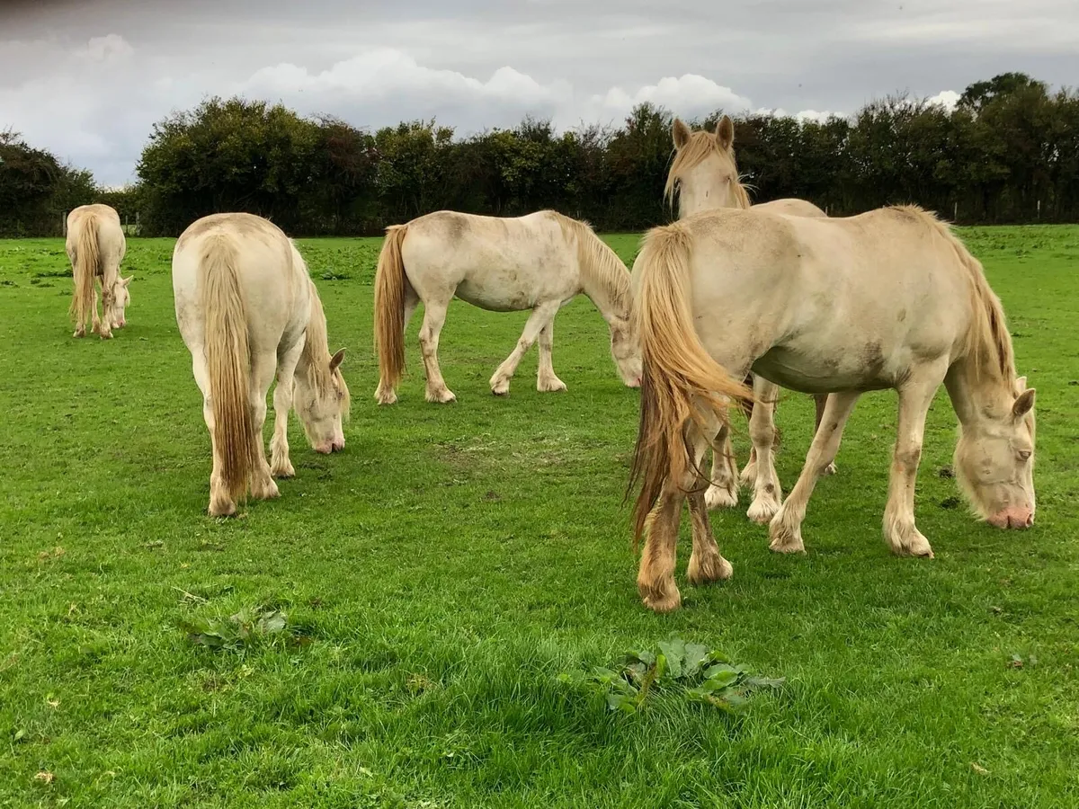 4 Cremello Fillies - Image 3