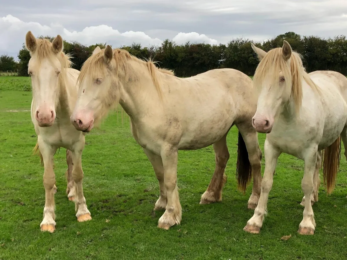 4 Cremello Fillies - Image 4